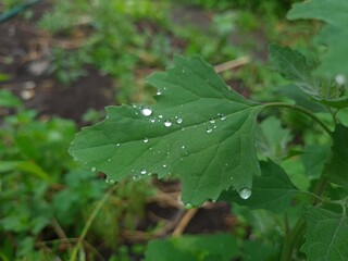 Fresh Green Leaves Adorned with Raindrop
