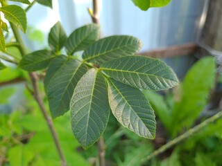Vibrant Green Leaves in Garden
