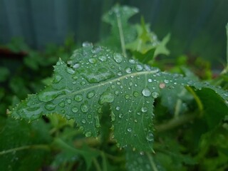 Fresh Green Leaves Adorned with Raindrop
