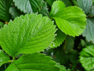 Vibrant Green Leaves in Garden