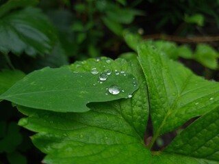 Fresh Green Leaves Adorned with Raindrop
