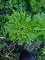 Vibrant Green Leaves in Garden
