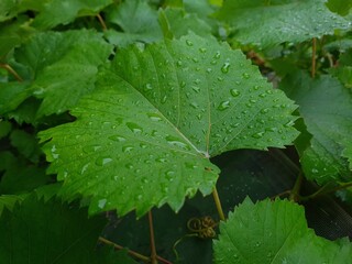 Fresh Green Leaves Adorned with Raindrop
