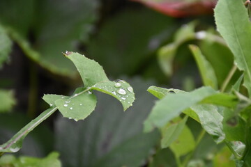 Green Leaves with Dew and Raindrops