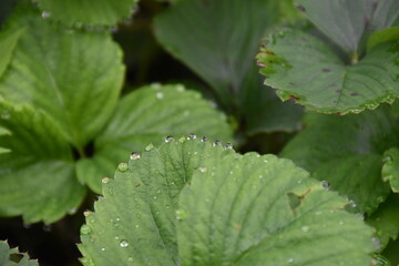 Green Leaves with Dew and Raindrops