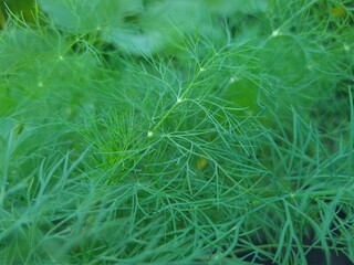 Close-Up of Fresh Green Dill Leaves - Herbal Culinary Ingredient