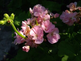 Vibrant Pink Geranium Flower in a Beautiful Garden 
