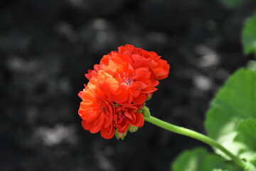 Radiant red Geraniums in Full Bloom
