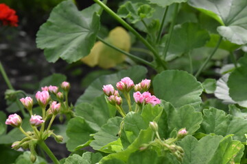 The pink garden geranium flower