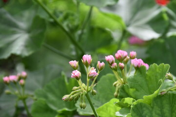 Obraz na płótnie Canvas The pink garden geranium flower