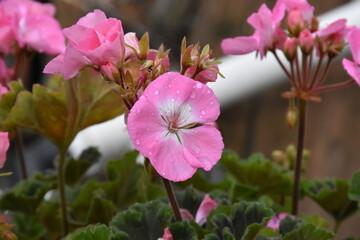 Obraz premium The pink garden geranium flower