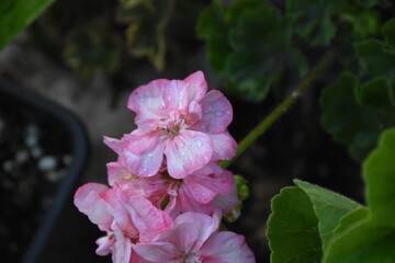 The pink garden geranium flower