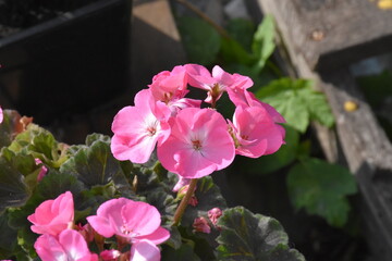 The pink garden geranium flower