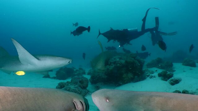 Fondos marinos subacuáticos de Maldivas con tiburones y buceador