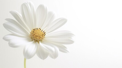 White cosmea flower on white background. Illustration for banner, poster, cover, brochure or presentation.