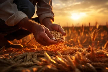 Deurstickers Hard-working hands of male farmer pouring grain © Denis