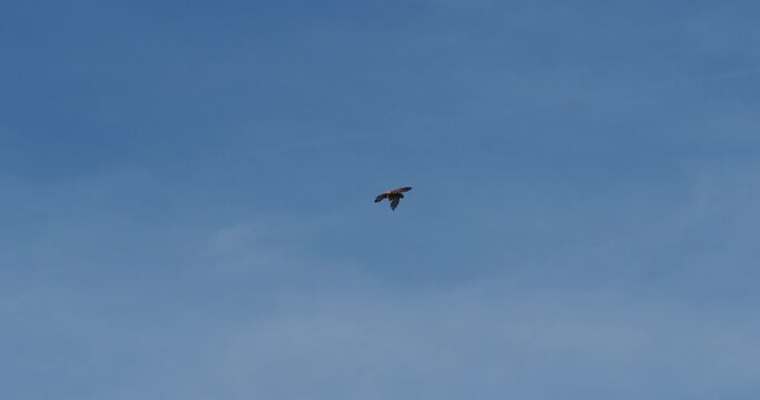 (Falco tinnunculus)  Faucon crécerelle ou crécerelle commune en vol stationnaire en Saint-Esprit
