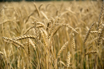 A wheat field