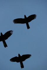 Silhouette of Black Cockatoos in the sky of Hobart , Tasmania, Australia