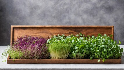 Different microgreen, flat lay. Space for text