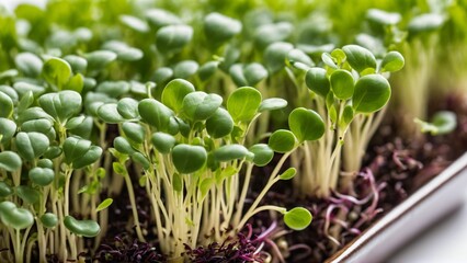 microgreens sprouts - healthy and fresh food
