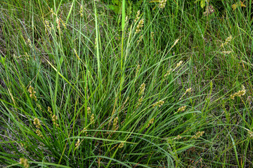 Thickets of thorny sedge (Carex muricata), on the banks of rivers and lakes.