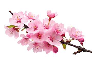 Colorful tropical flowers element isolated on transparent background, branch of floral for mock up or decor inviting card. greeting and invitation decoration design.