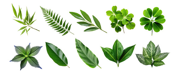 Natural of Tropical green leaves of leaf isolated on transparent png background, varies different of plant botanical.