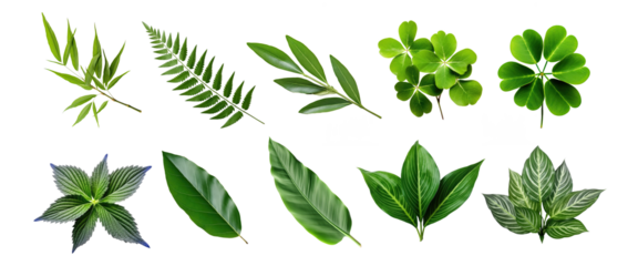 Natural of Tropical green leaves of leaf isolated on transparent png background, varies different of plant botanical.