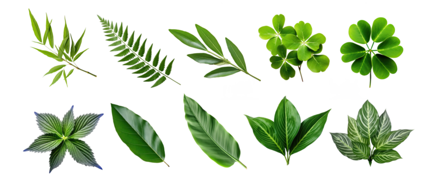 Natural of Tropical green leaves of leaf isolated on transparent png background, varies different of plant botanical. - Powered by Adobe