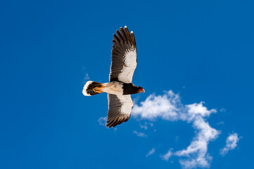 Caracara flying above Rainbow Mountain, Peru.