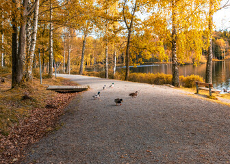 family of ducks crossing hiking trails with colorful trees during early autumn reflected in calm water with ducks and swans in kungalv gothenburg swedern