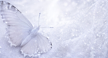 Zimowe pastelowe tło z motylem, puste miejsce. Generative AI - obrazy, fototapety, plakaty