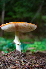 red mushroom in autumn forest