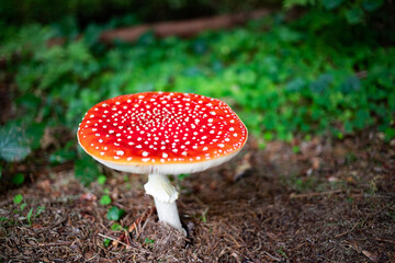 red mushroom in autumn forest