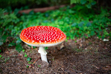 red mushroom in autumn forest