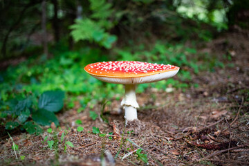 red mushroom in autumn forest