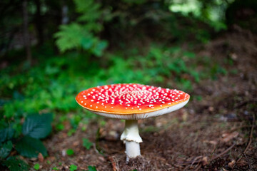 red mushroom in autumn forest