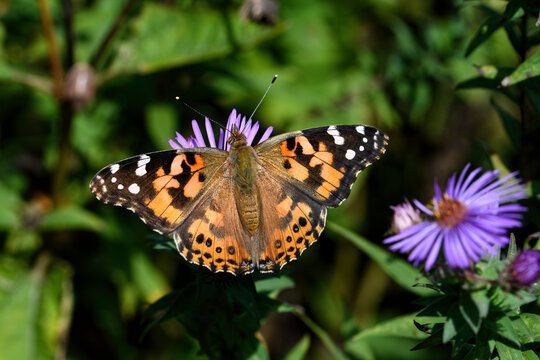 Painted lady feeding on brightly colored New England Aster. It is in the Cynthia group of colorful butterflies and comprises a subgenus of the genus Vanessa in the family Nymphalidae.