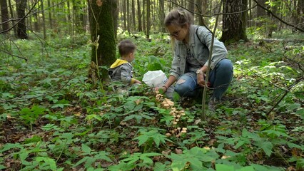 Mom with toddler son collect honey fungus (Armillaria mellea) in the forest.