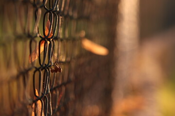 particolare di semi fi tiglio su una recinzione