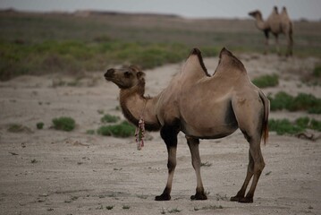 Beautiful adult brown camel standing in the steppe