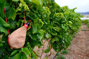 View of a vineyard with leather handmade wineskin in the foreground in Tenerife,Canary...