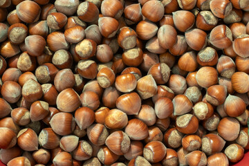 fresh hazelnut food for industry in the garden