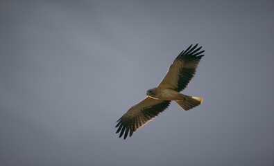 aguila calzada cazando