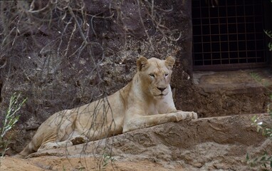 leona mirando a las crias