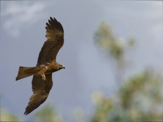 aguila calzada en pleno vuelo