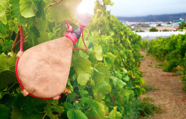 View of a vineyard with leather handmade wineskin in the foreground in Tenerife,Canary...