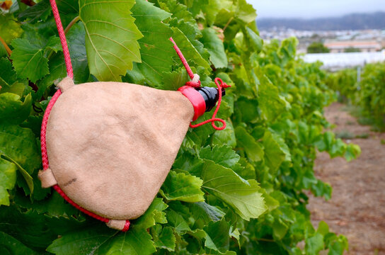 View of a vineyard with leather handmade wineskin in the foreground in Tenerife,Canary Islands,Spain.Selective focus.