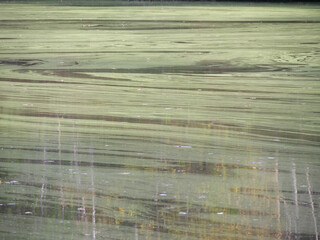 Grüne Streifen einer Algenblüte auf der Wasseroberfläche eines Teichs